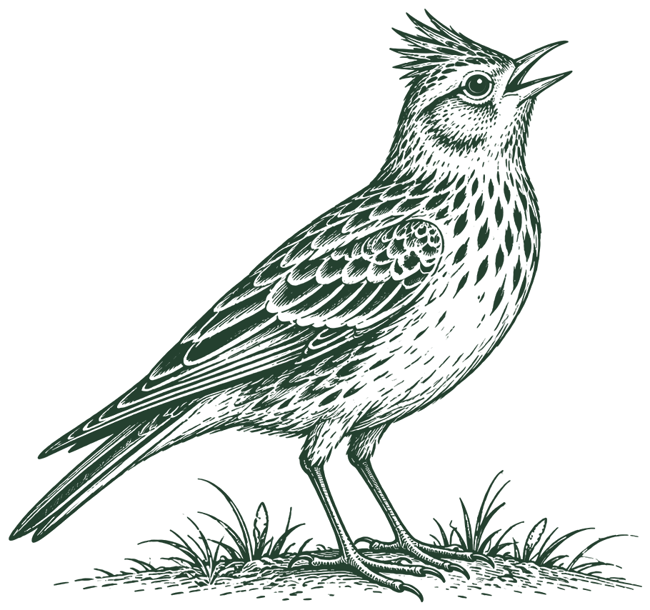 Engraved skylark singing on a grass tussock
